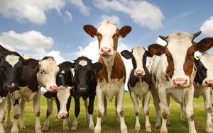 Interesting Facts about Cows