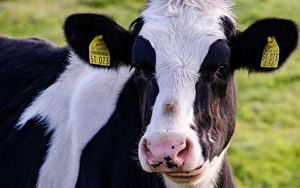 Does Milk come from Pregnant Cows?