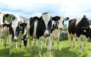 Ways Milk Fat can make your body healthy