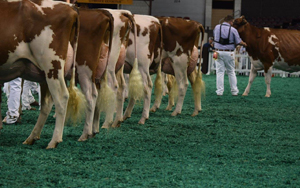 How Long do Cows Live?